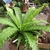 Asplenium nidus in a container