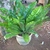 Potted plant with rosette of undivided fronds.