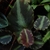 Red and silver leaves with ciliate margins.