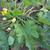 Zucchini Plant Top View