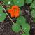 Tropaeolum majus