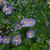 Symphyotrichum laeve 'Bluebird'