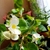 Small houseplant with waxy leaves and white flowers.