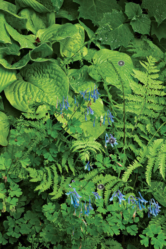 Blue Panda’ corydalis, Chinese lace fern, hosta