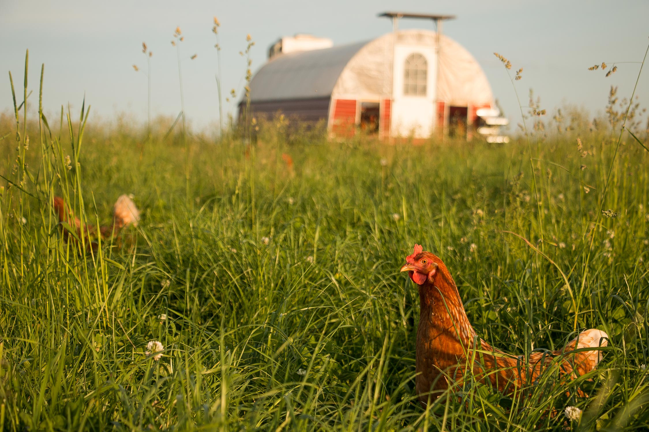 Our pastured chickens love to be able to eat all the fresh grass and bugs they can get!