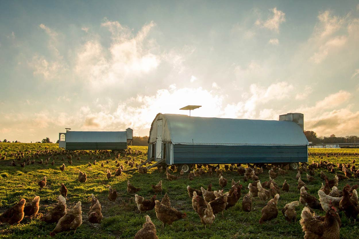 Chicken-Egg-Layers-and-mobile-egg-mobiles.jpg