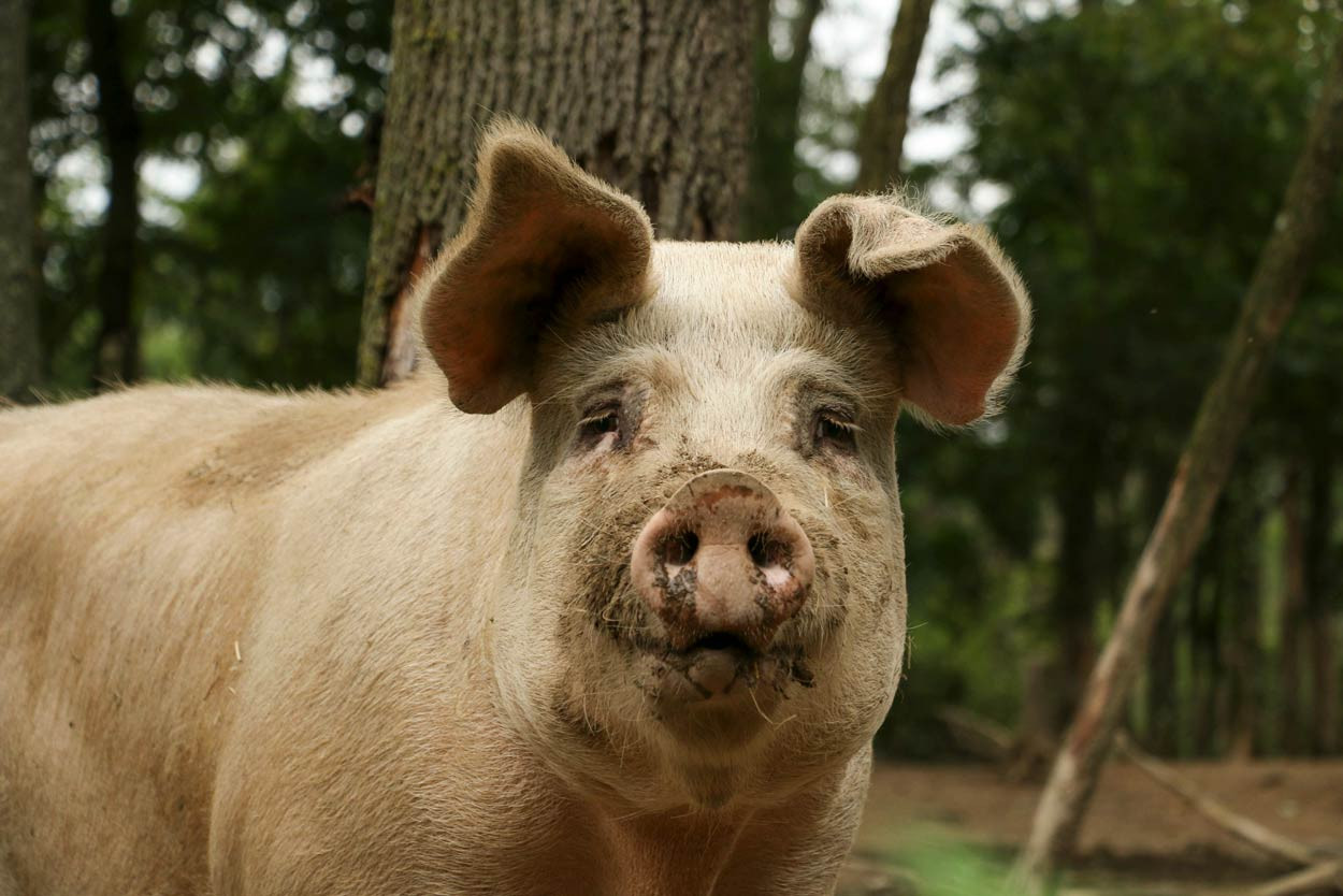 Woodland-Pig-nose-to-camera.jpg