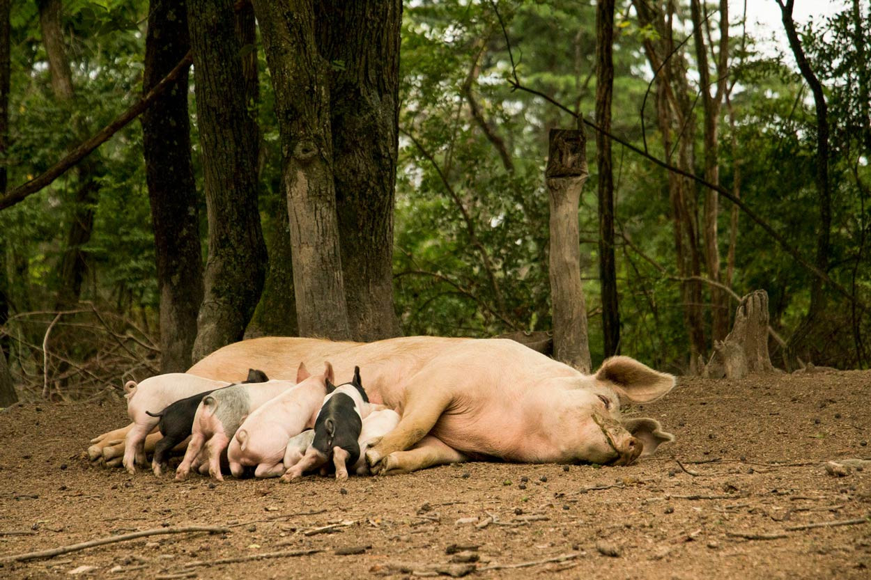 Woodland-Pig-babies-getting-their-daily-raw-milk.jpg