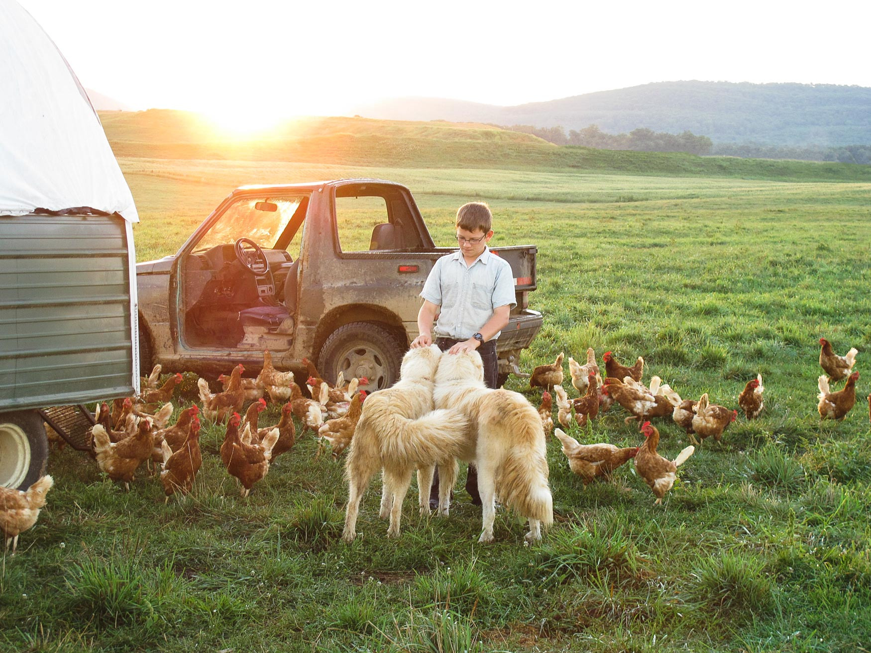 Laying-Hens-&-Guard-Dogs.jpg