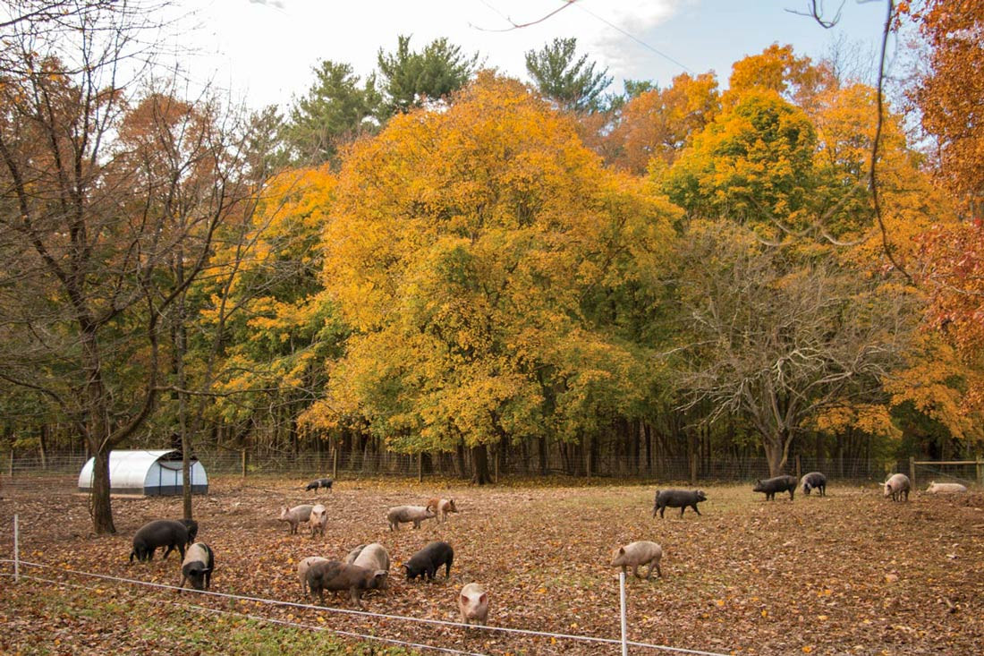 Woodland-Pigs-in-Fall-leaves.jpg