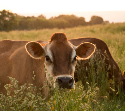 Grass-fed Cows