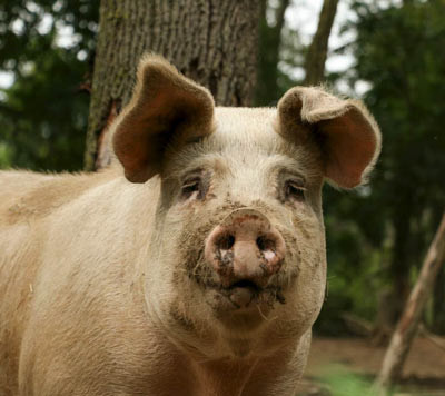 Woodland Pork