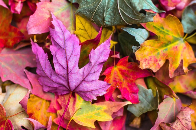 Blurred background with falling autumn leaves in foreground