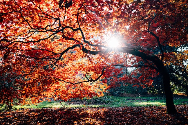 Close-up of autumn leaves with golden sunlight filtering through