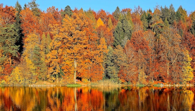 Colorful fallen autumn leaves, showcasing a variety of colors and shapes