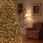 Jersey Fraser Fir Tree with Clear Lights