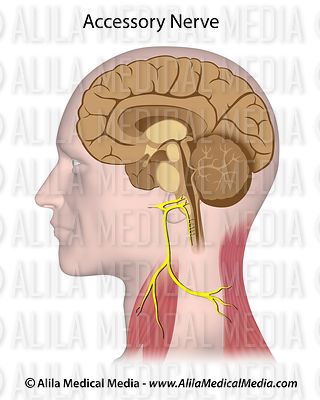 Alila Medical Media | Brain and Nervous System Images