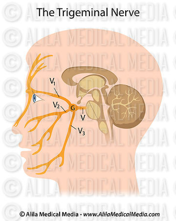 Alila Medical Media | The trigeminal nerve | Medical illustration