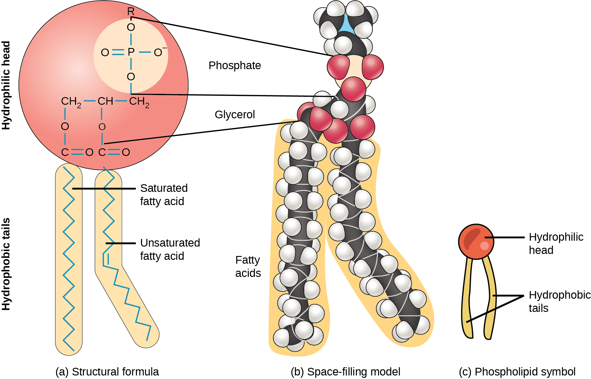 Phospholipid Structure Diagram