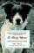 A Dog Year Twelve Months, Four Dogs, and Me by Jon Katz