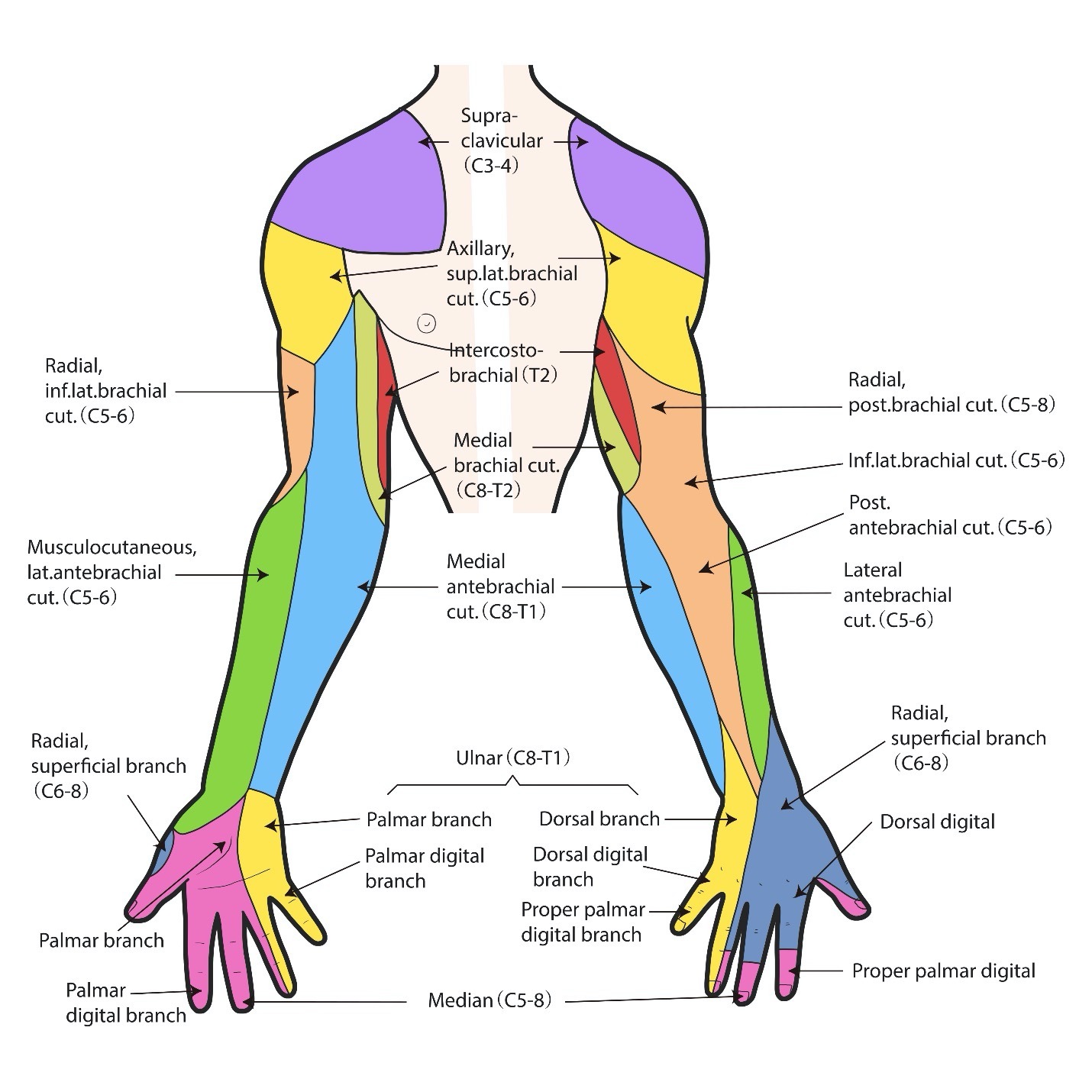 Musculocutaneous Nerve Dermatome