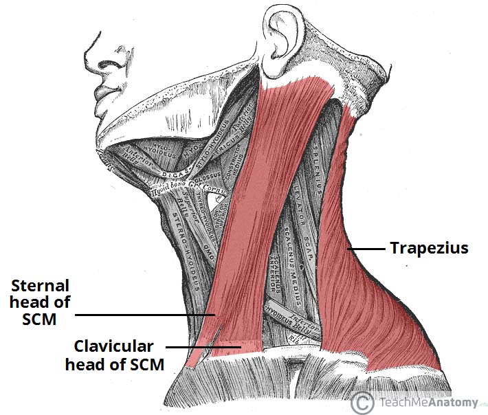 The Accessory Nerve (CN XI) - Course - Motor - TeachMeAnatomy