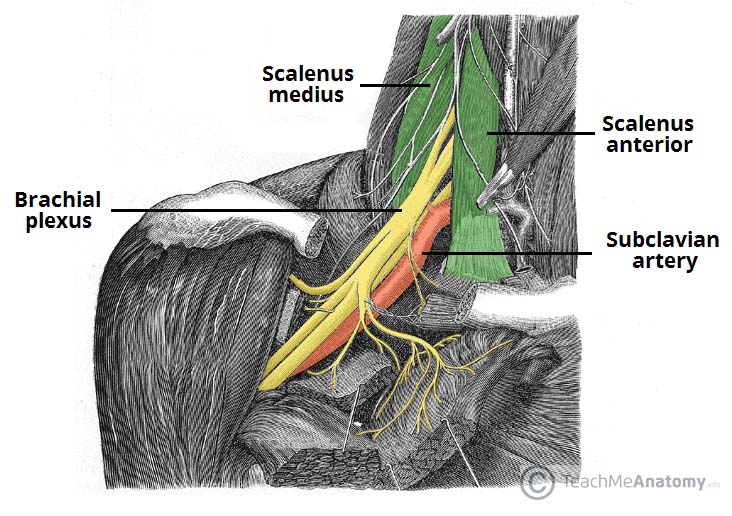 Brachial Plexus Anatomy Nerves Sections Branches Kenh - vrogue.co