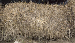 Texture of /wood/hay-and-straw/hay-and-straw_0014_02