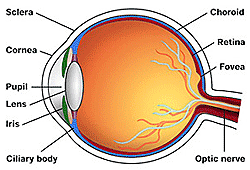 THE EYE - YC Detecting The Environment