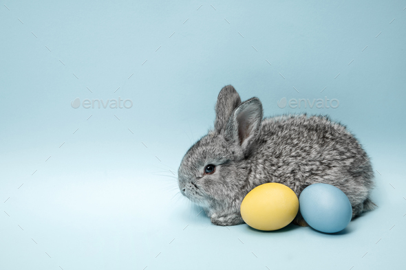 Easter Bunny Live Wallpapers  3D Animated