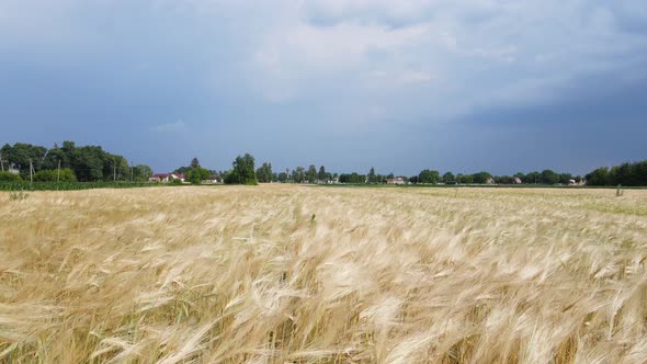 Flying Over Barley Field, Stock Footage | VideoHive