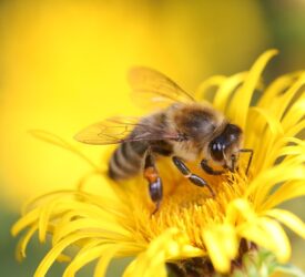 UK ban on use of bee-killing pesticides moves a step closer