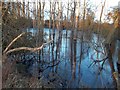  : Submerged Woodland by Carriers Road by Jonathan Clitheroe