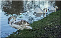 SO5924 : Swans in the flood by Jonathan Billinger