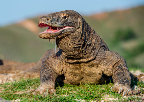 Aprender sobre 81+ imagem foto dragao de komodo