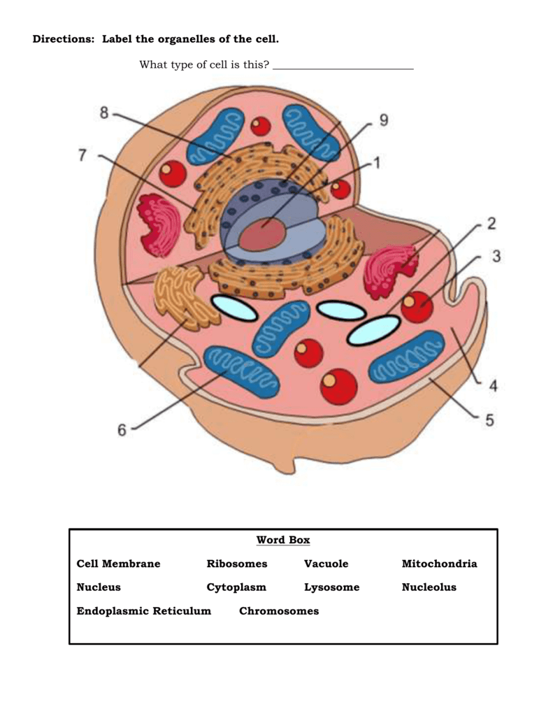 Which Organelles Are Unique To Animal Cells / organelles worksheet ...