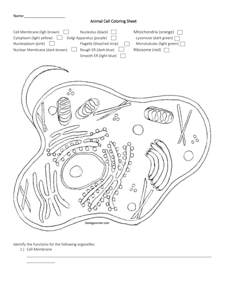 Animal Cell Coloring Pages Cell Labeling Free Printab - vrogue.co