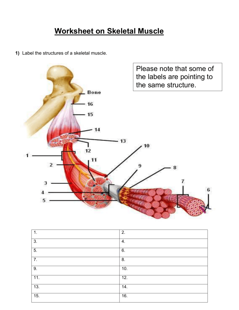 Skeletal Muscle Structure Worksheet