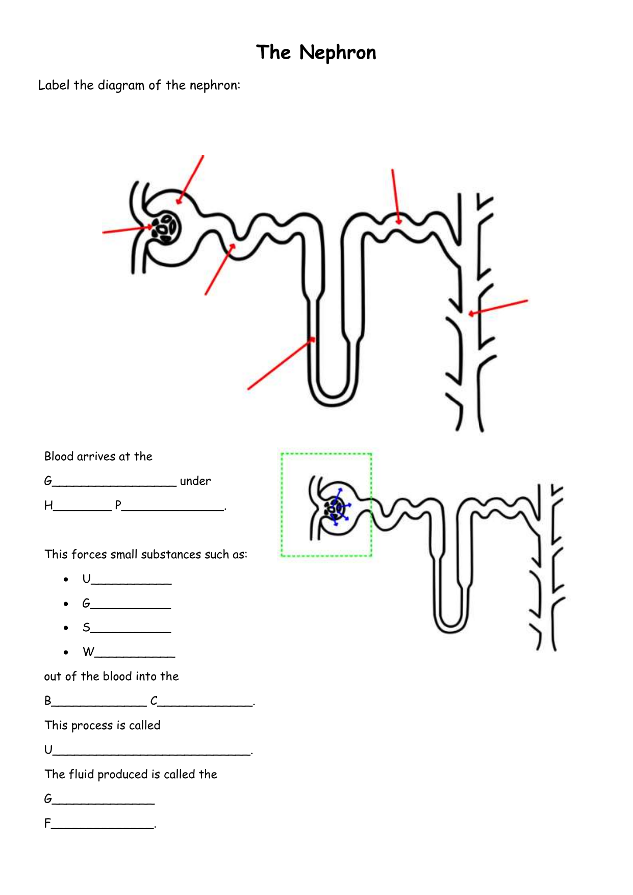 Nephron Diagram Labeled In The Kidney