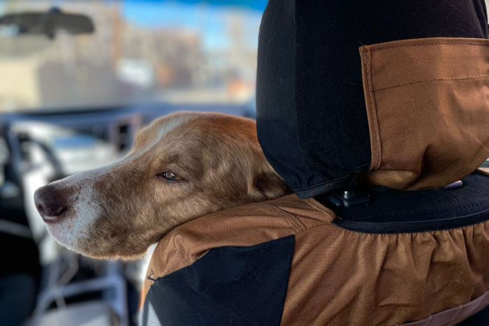 Dog resting its head on a Carhartt-covered headrest