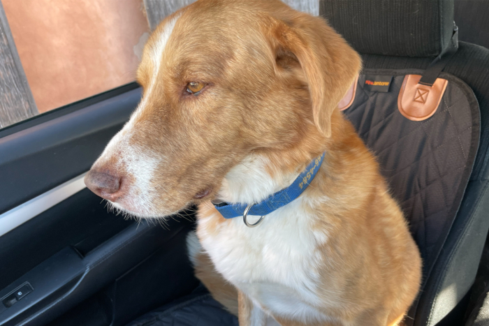 Dog sitting on a Paw Jamboree Car Seat Protector in the passenger seat