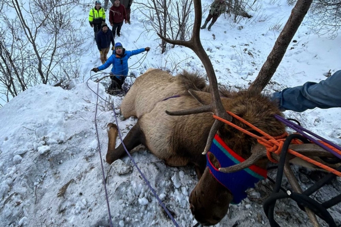 cpw elk rescue