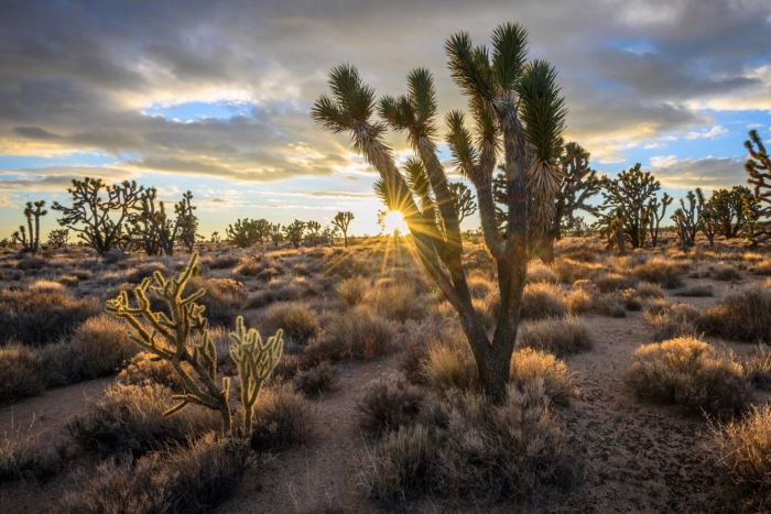 Joshua,Trees,(yucca,Brevifolia),At,Sunset,,Mojave,Desert,,Desert,Landscape,