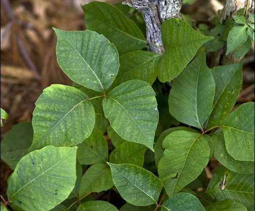 Relief for Poison Ivy, Poison Oak, and Poison Sumac