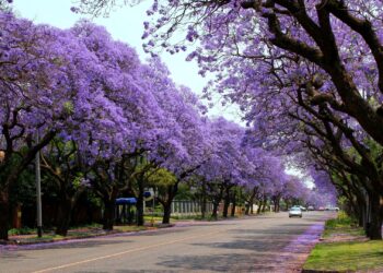 jacarandas johannesburg