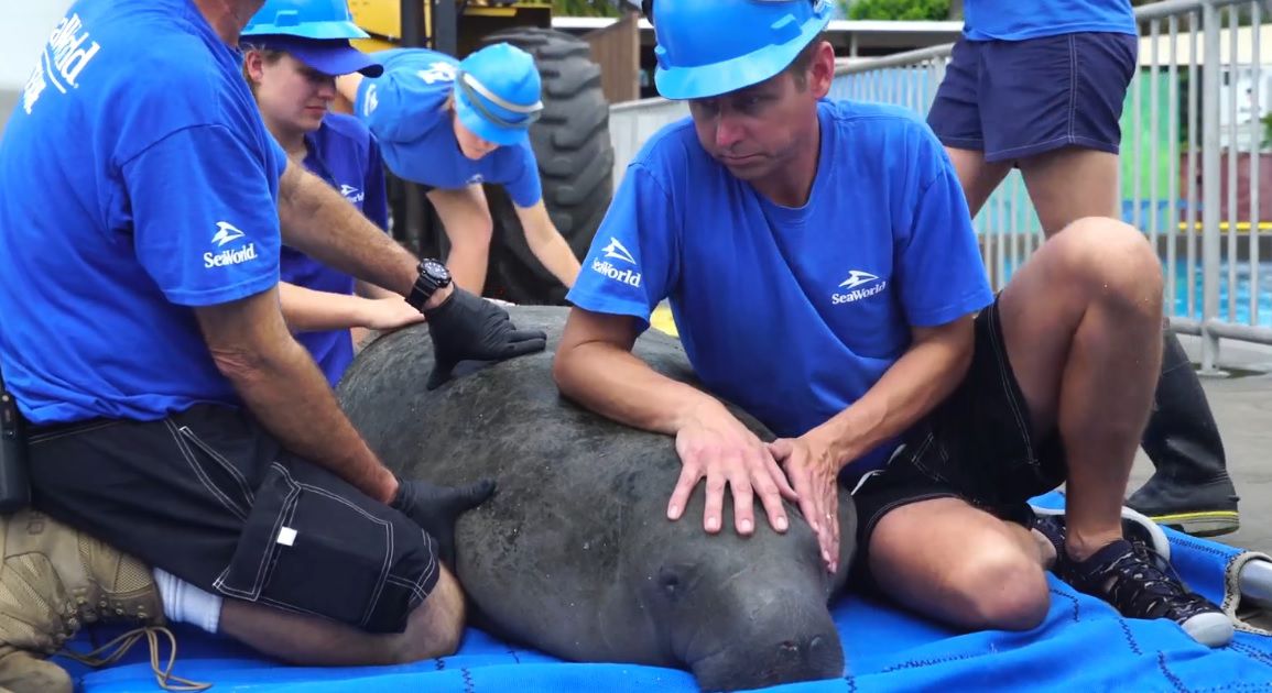 Buckeye, an orphaned manatee, was rescued by SeaWorld Orlando's rescue team on Tuesday, Feb. 12, 2019. (Courtesy of SeaWorld Orlando)