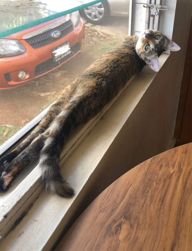 Long snakecat.