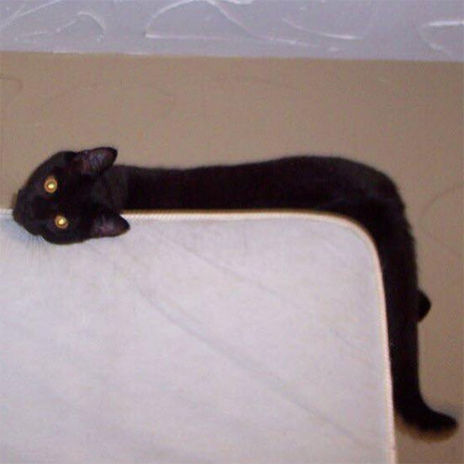 Long snakecat.