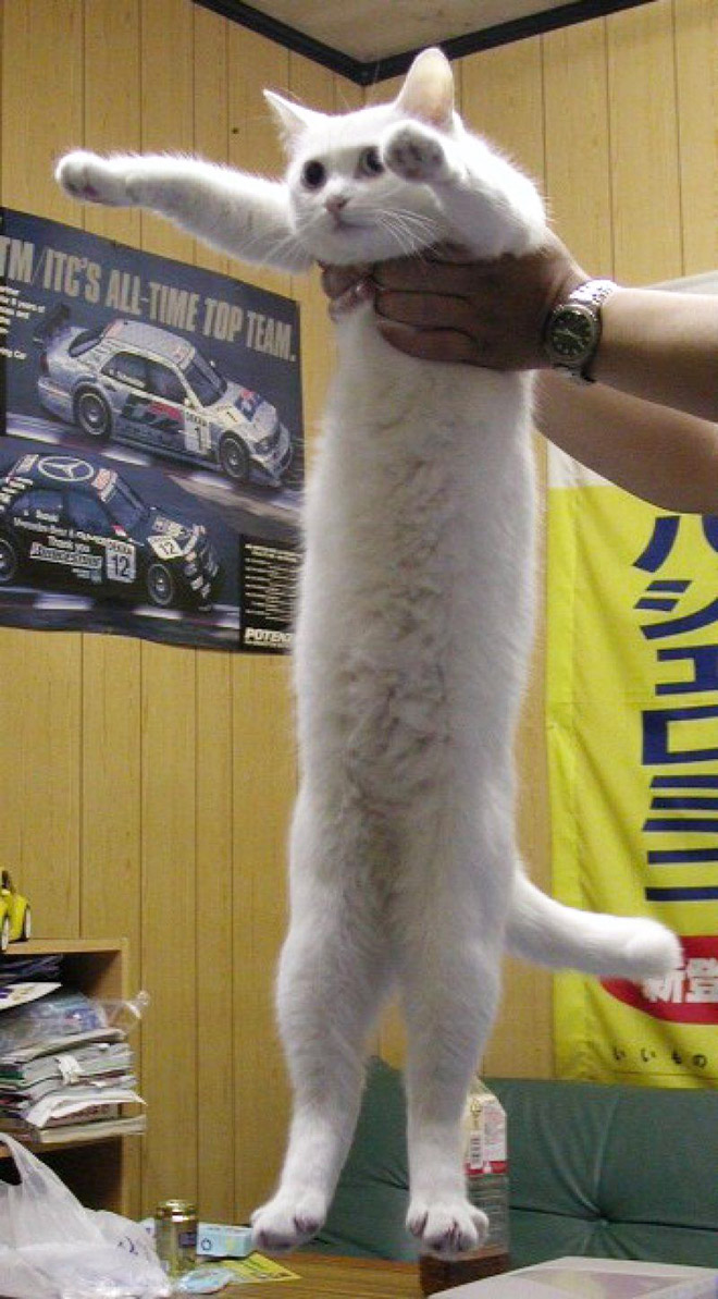 Long snakecat.