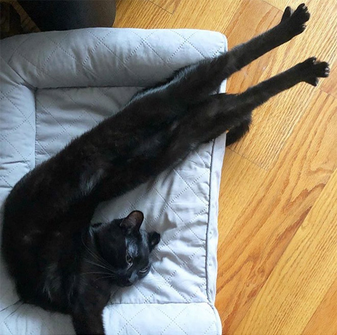 Long snakecat.